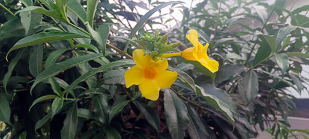 Close up of yellow allamanda flower with green leaves