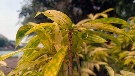 Dracaena plant with yellow green leaves outdoor
