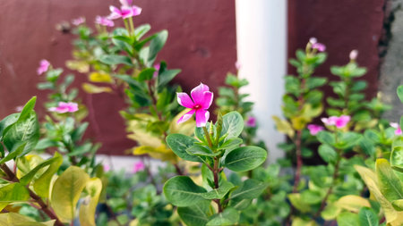 Close up photo of pink periwinkle flower with leaves in the garden