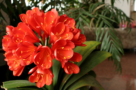 Clivia miniata flowerの写真素材