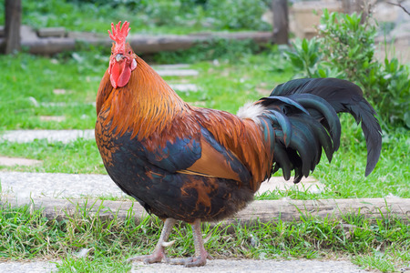 A fat rooster free in the garden look at me in camera