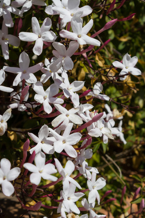 Bush of white Jasminum Polyanthum five petals in gardenの写真素材