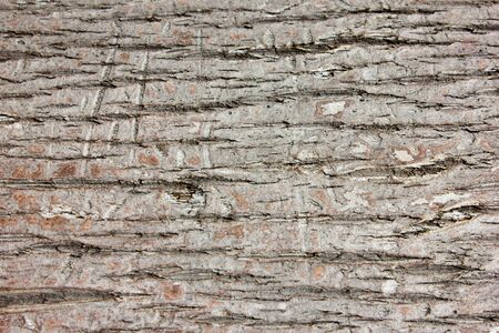 Texture of palm bark tree wooden board in perspectiveの写真素材