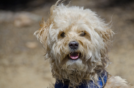 A mixed breed puppy, who was rescued from an animal shelter, looks directly at the camera with a smile on his face, as his fur is ruffled by the wind.の写真素材
