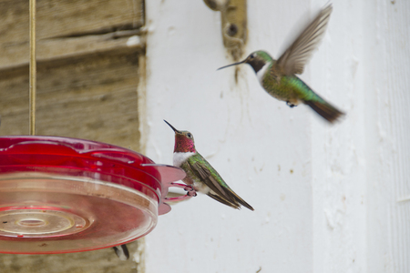 A male ruby throated hummingbird sits contentedly on a feeder, as his female counterpart decends toward him.  She is blurred in flight, but he sits still in beautiful splendor.の写真素材