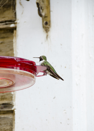 A male ruby throated hummingbird sits contentedly on a feeder.の写真素材