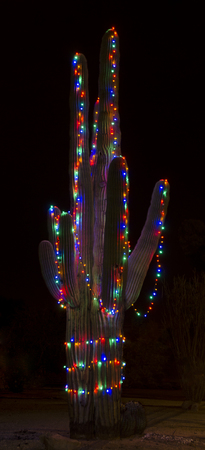 A giant saguaro cactus is decorated in Christmas lights for the holiday season.の写真素材