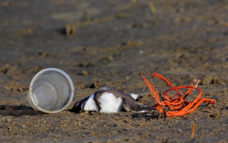 Dead sea bird on sandy coast with debrits and pollutionの写真素材