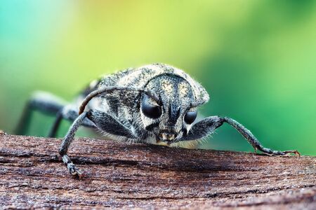 Very detailed macro insect sitting on a branch