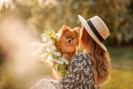 A beautiful woman in a red dress and hat holds a Pomeranian spitz and a branch of white bird cherry in her arms.の写真素材