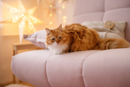 Beautiful red british shorthair cat over the christmas tree with blurry festive decor. Portrait of beloved pet at home and pine tree with bokeh effect lights. Close up, copy space.の写真素材