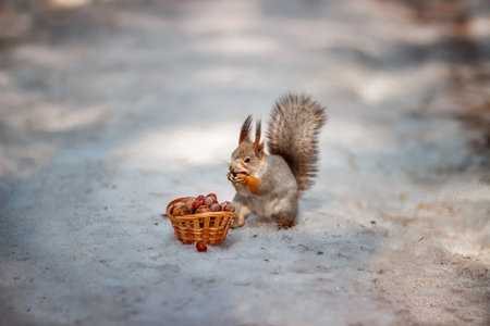 A squirrel in gray winter coat sitting on snow and gnawing nuts. The Eurasian red squirrel. Sciurus vulgarus.の写真素材