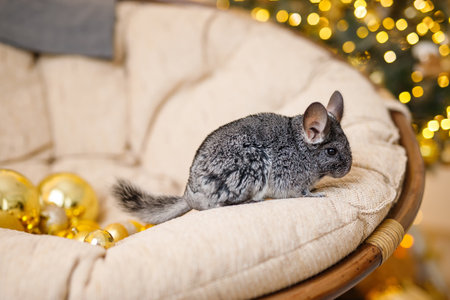 Portrait of cute brown chinchilla on a background of Christmas decorations and Christmas lights. Winter season and New Year pet gifts.の写真素材