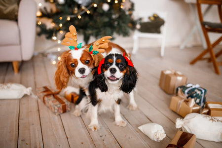Two spaniels, surrounded by New Year's decorations and gifts, are playing and enjoying Christmas and New Year. Christmas with a pet.の写真素材