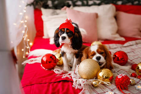 Two dogs of Cavalier King Charles Spaniel are lying on the sofa with New Year decorations for the Christmas tree. Dog with Christmas balls.の写真素材