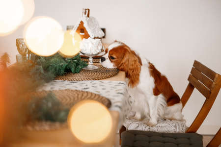 Cavalier King Charles Spaniel sits at a table in a decorated Christmas room and sniffs a marshmallow New Years dog.の写真素材