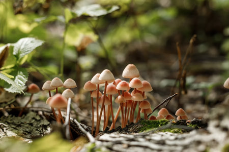 A group of inedible mushrooms in the autumn forest. beautiful forest background