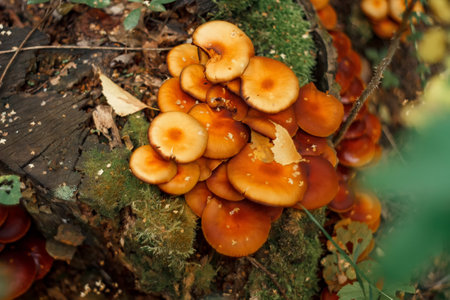 Flammulina velutipes mushroom on a stump in the forestの写真素材
