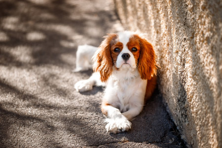 Cavalier king charles spaniel puppy sitting on the streetの写真素材