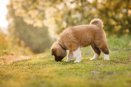 Cute Akita Inu puppy playing on grass in autumn parkの写真素材
