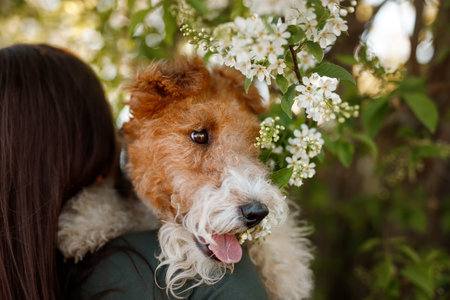 Dog breed Fox terrier on the background of blooming tree.の写真素材