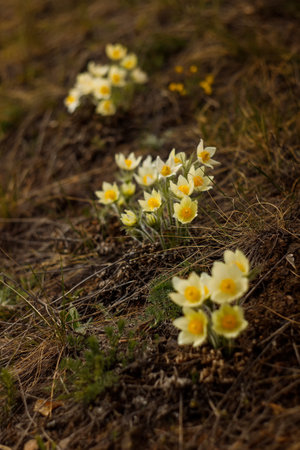 Pulsatilla patens (Pulsatilla patens)の写真素材