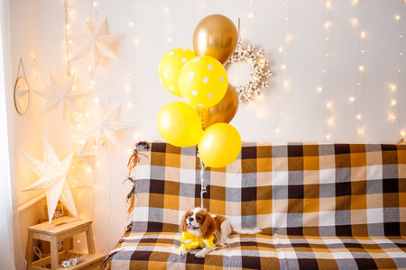 Cute dog with yellow balloons on sofa in room decorated for Christmasの写真素材