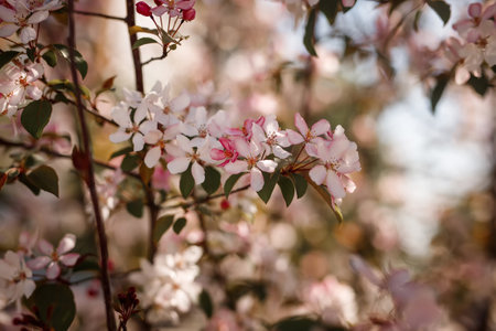 Blossoming branch of apple tree with pink flowers on blurred background