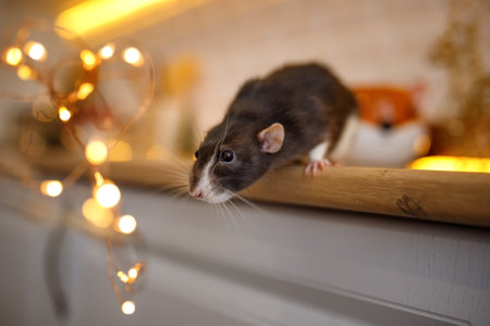 Cute little rat on the background of a Christmas garland.の写真素材