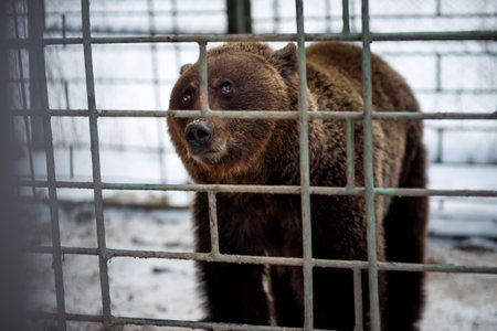 Brown bear in a cage in the zoo. animal in captivity.