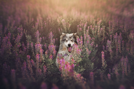 Australian shepherd dog running in the field of pink heather flowers.の写真素材