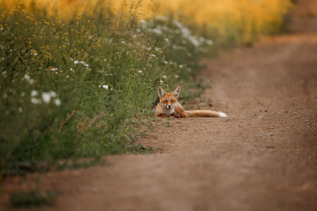 Red fox in the field of wildflowers. Vulpes vulpes.の写真素材