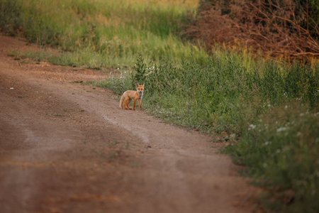 Red fox (Vulpes vulpes) on a dirt roadの写真素材