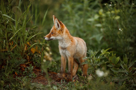 Red fox (Vulpes vulpes) standing in the grass