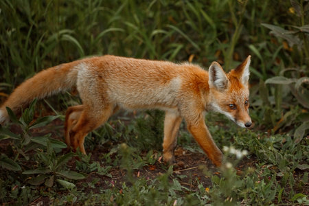 Red fox (Vulpes vulpes) in the grass.