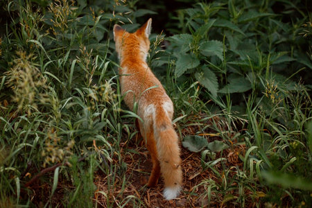 red fox in the grass. Wild animal in the nature habitat.の写真素材