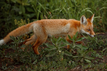 Red fox (Vulpes vulpes) in its natural habitat