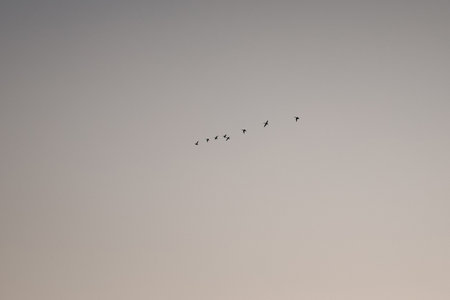 A flock of cranes against the blue sky. A flock of large birds flies to the place of the winter hut. migratory birds fly southの写真素材