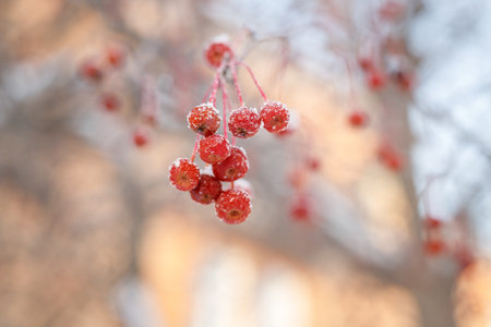 Frozen rowan berries on a branch in the winter forest.