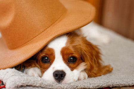 Cavalier King Charles Spaniel dog in a hat and blanketの写真素材