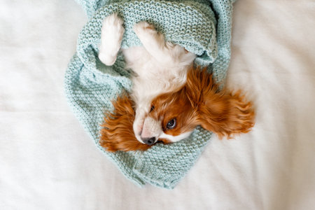 Cavalier king charles spaniel puppy wrapped in a warm blanketの写真素材