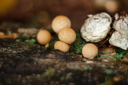 Mushrooms in the forest. Puffball (Lycoperdon perlatum)の写真素材