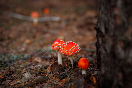 Fly agaric (Amanita muscaria) in autumn forest