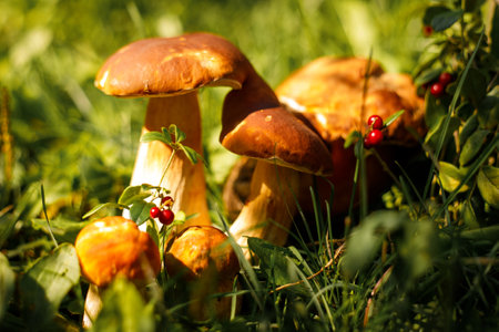 Boletus edulis or porcini mushroom in the grassの写真素材