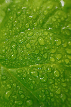 green leaf with water drops macro close up background high quality big size print