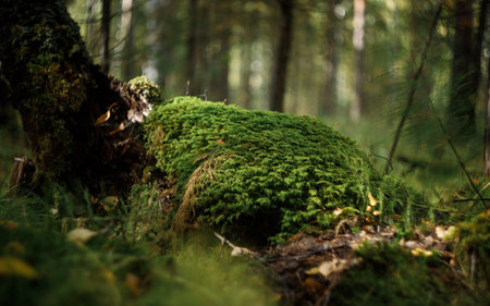 Fly agaric (Amanita muscaria) in the forestの写真素材