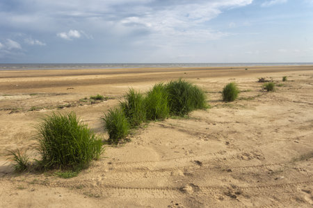 Sandy beach and green grass at low tide in the Netherlands.の写真素材