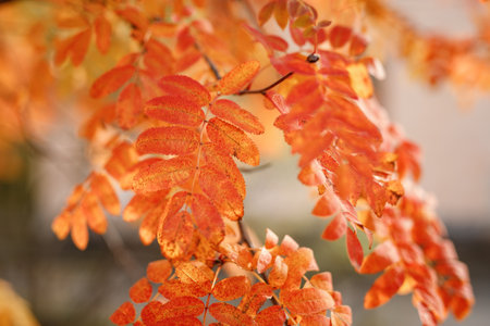 autumn leaves on a tree in the park, close-up