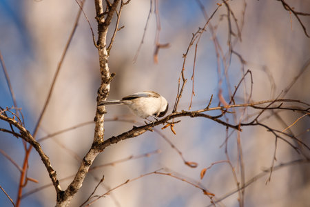 long-tailed tit (Poecile montanus) on a branchの写真素材