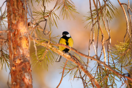 Great tit (Parus major) sitting on a branch of a pine treeの写真素材